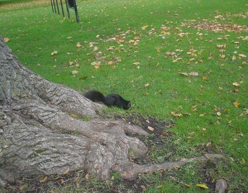 Photo of a Black Squirrel in Niagara Falls., Canada