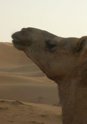 Picture of a camel in the desert of Dubai., United Arab Emirates