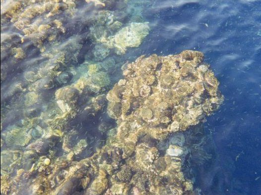 Sharm el-Sheikh Egypt The amazing coral reefs of Sharm el Sheik.