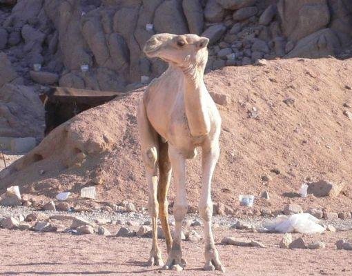 A camel in the desert, Egypt., Egypt