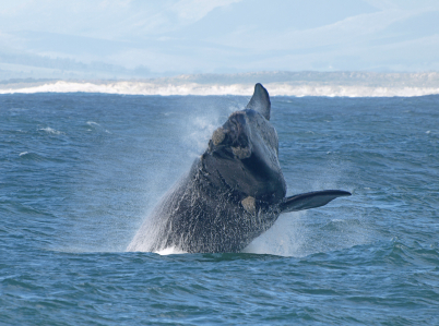 Whale watching at Hermanus!, Hermanus South Africa