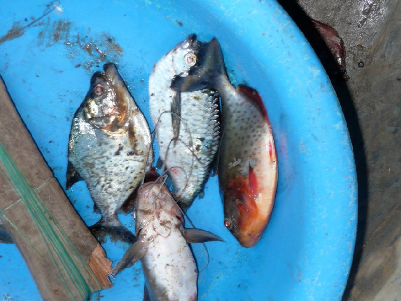 Photos of the piranha's we catched in the pampas., Bolivia