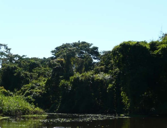 Photos of the Bolivian rainforest., Bolivia