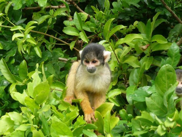 Monkeys in the Bolivian rainforest., Bolivia