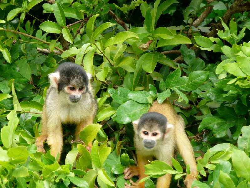 Two little monkeys in the pampas, Bolivia., Bolivia