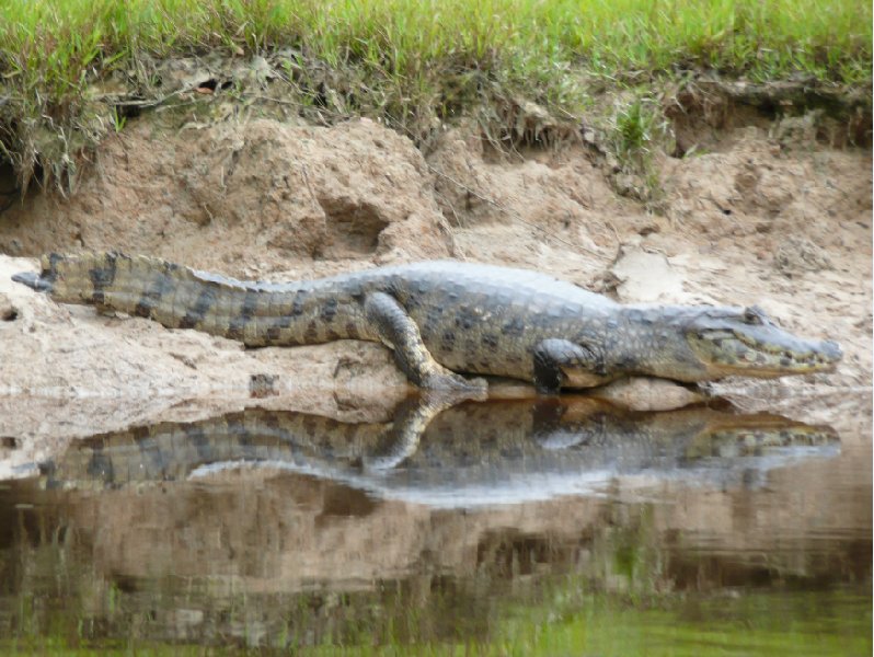 Photos of the caimans in Bolivia., Rurrenabaque Bolivia