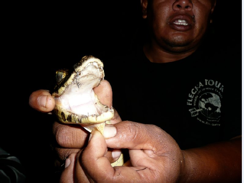 Flecha pampas tour, close up photo of a baby caiman., Bolivia