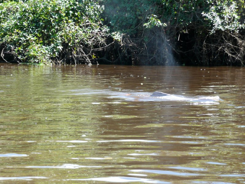 Dolphin spotting in Bolivia, near Rurrenabaque., Bolivia