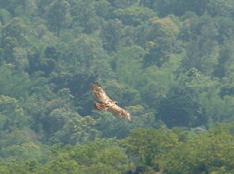 Kochi India Photo of an eagle flying in the Nilgiri Hills of India.