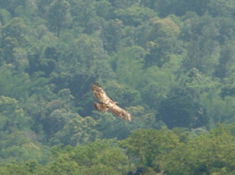 Photo of an eagle flying in the Nilgiri Hills of India., Kochi India