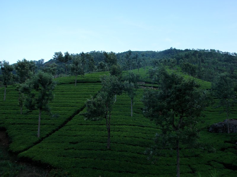 Amazing green landscapes, Kerala, India., Kochi India