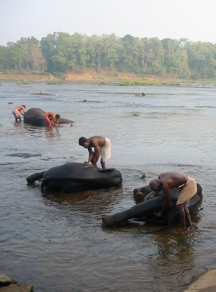 Three elephants are getting a bath in the river., India