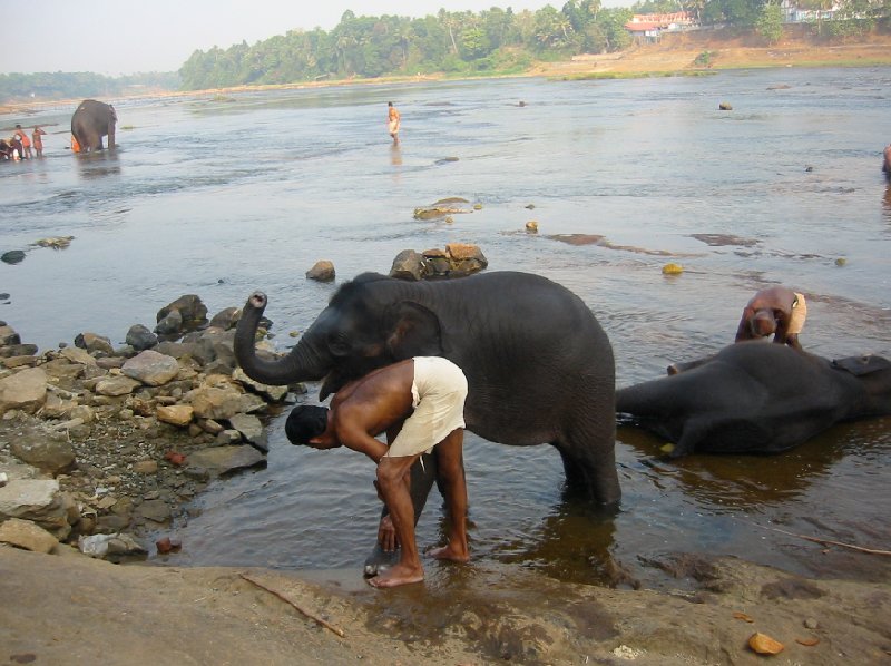 Bathing the elephants in Kochi, India., India