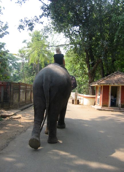 Elephant ride in Cochin, India., India