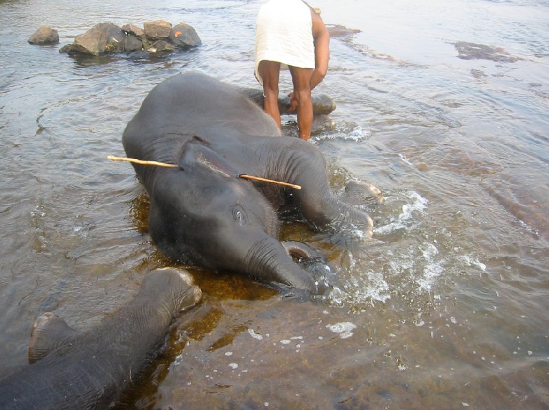 Photo of elephant in the river, Kerala., India