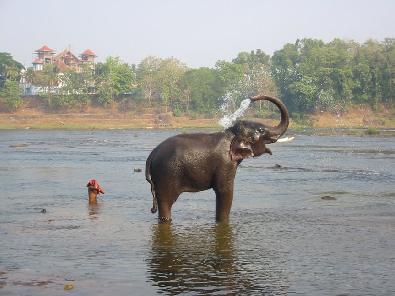 Photo of an elephant spraying water, India., Kochi India