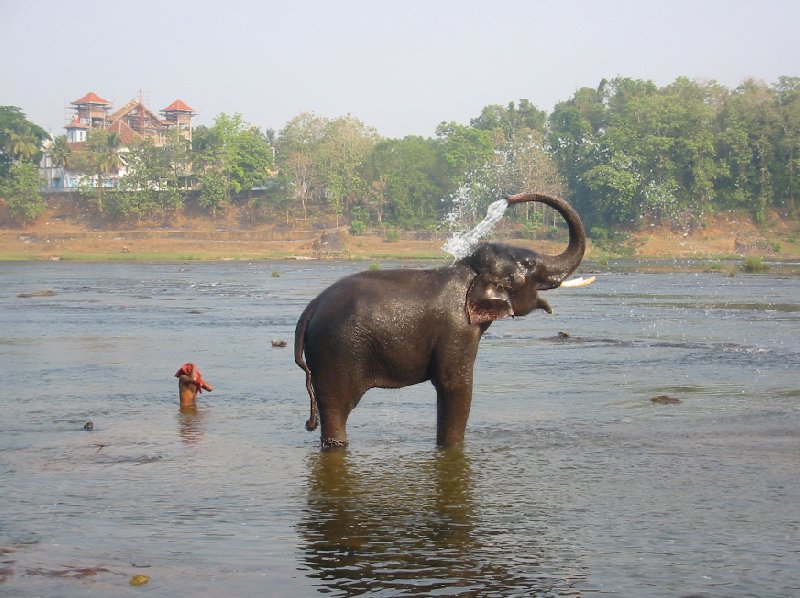 Photo of an elephant spraying water, India., India