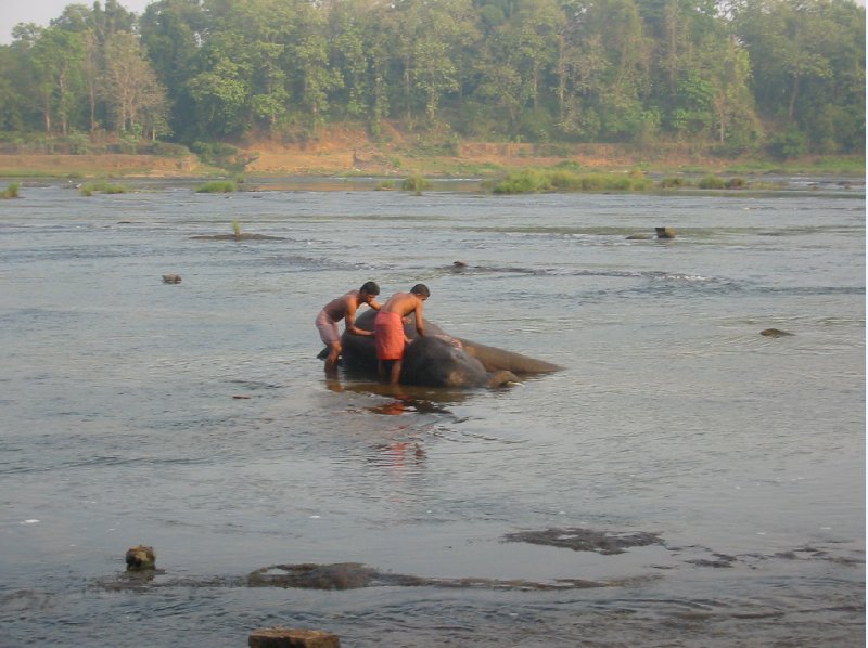 Keeper and elephant taking a bath in Cochin., Kochi India