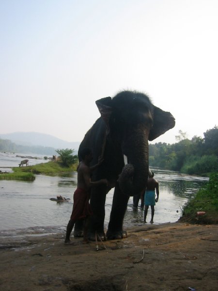 Elephant spa treatment in India., India