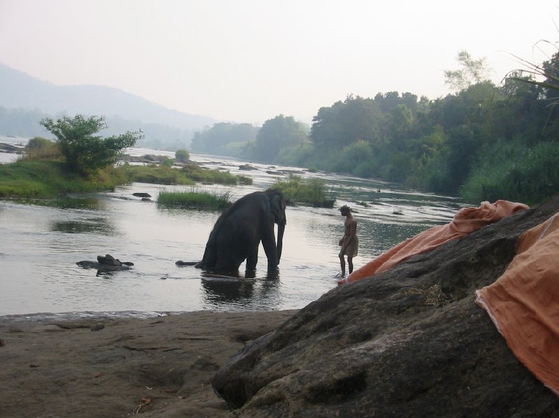 Washing the elephants in Kerala, India., India