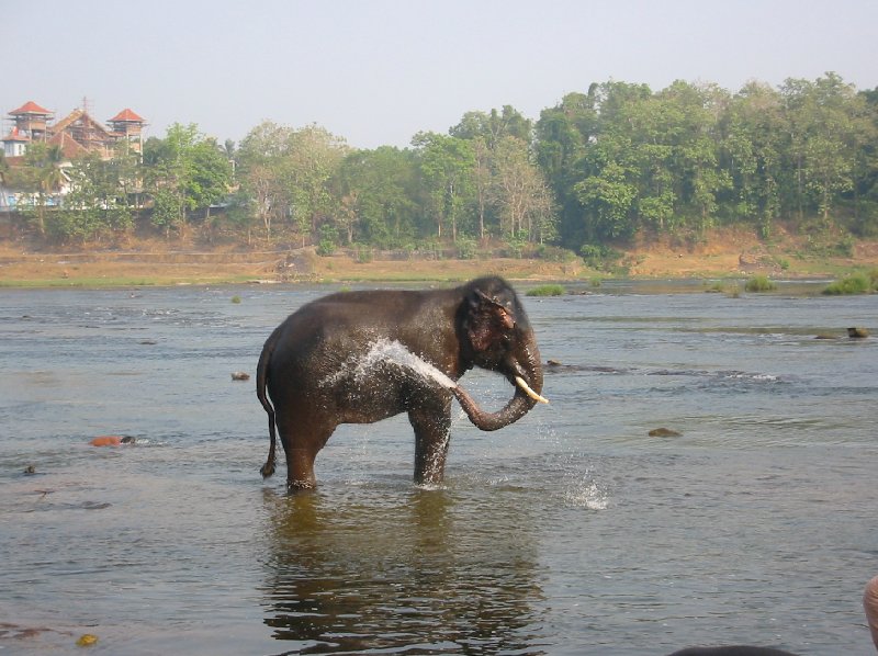 Elehpant in the Kerala river spraying water., Kochi India