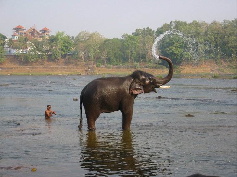 Elephant in India spraying water., Kochi India