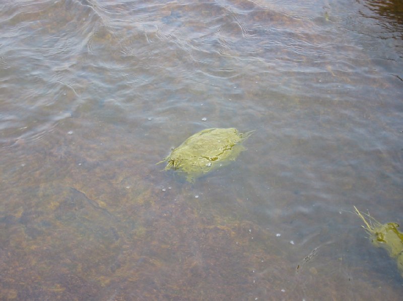 Elephant poo in the river, India., India