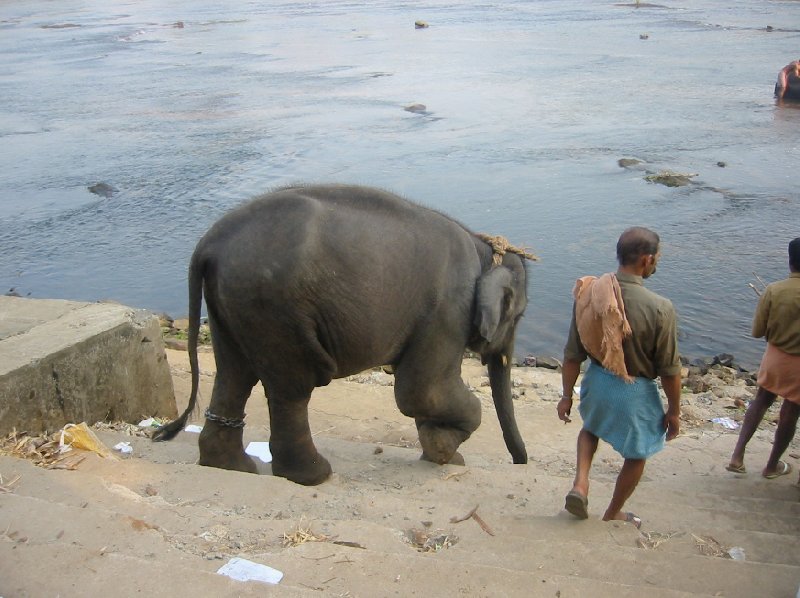 Elephant walking to the water for its bath., Kochi India