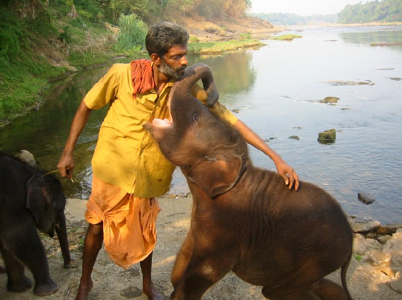 Photos of a baby elephant in India., Kochi India