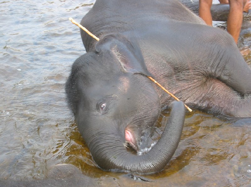 Kochi India Elephant close up picture, India.