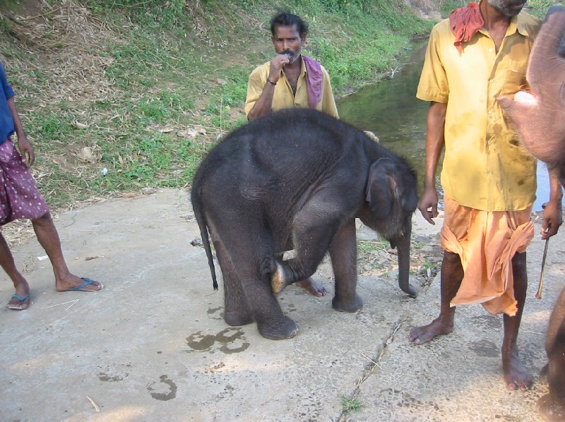 Pictures of a baby elephant getting a bath in India., Kochi India