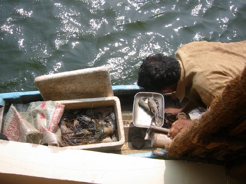 Fishing fresh King Prawns for dinner!, Kerala India