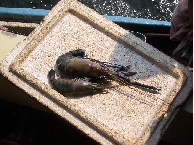 Having a seafood dinner on the boat in Kerala., Kerala India