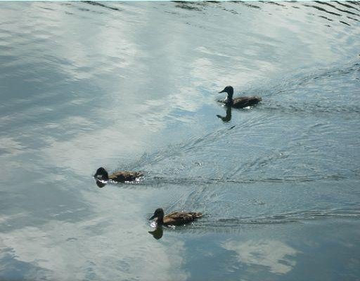 Baby swans swimming around in Nottingham. Nottingham  