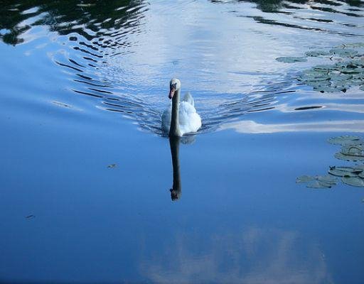 Beautiful swan in Nottingham, United Kingdom., United Kingdom