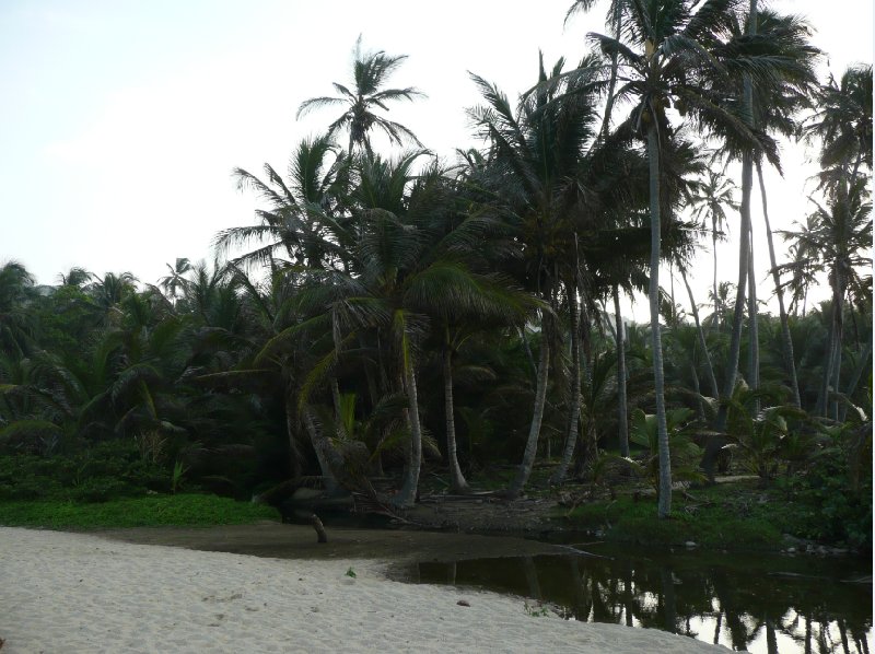 The palm trees of Parque Tayrona, Colombia., Colombia