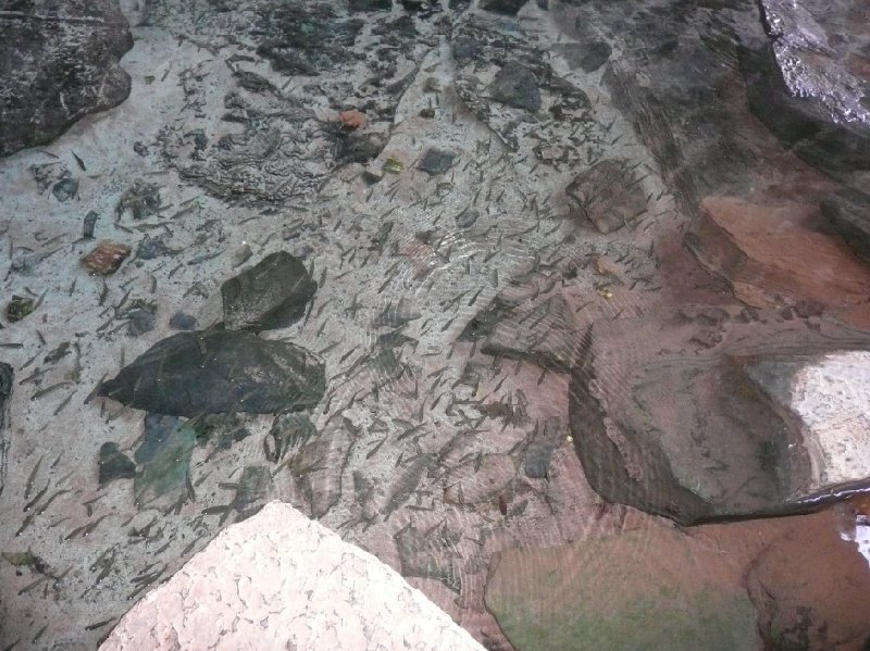 Fish swimming in the clear waters of Gruta Lupa Doce, Lencois Brazil