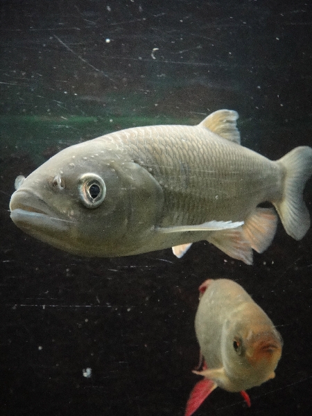 Fish inside the Natuurhistorisch Museum in Maastricht, Netherlands