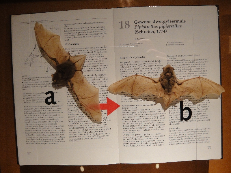 Dutch bats at the Natuurhistorisch Museum in Maastricht, Maastricht Netherlands