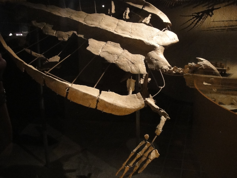 Ancient giant turtles at the Natuurhistorisch Museum in Maastricht, Maastricht Netherlands
