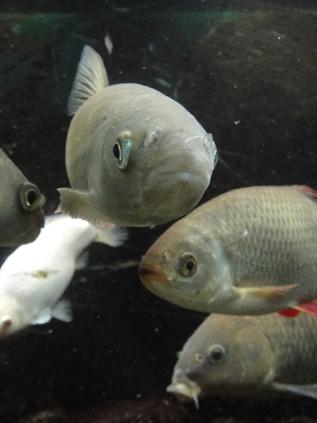 Acquarium at the  Natuurhistorisch Museum in Maastricht, Maastricht Netherlands