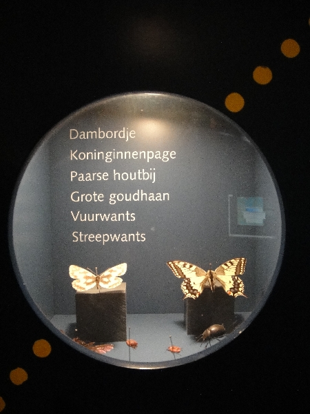 Typical Dutch butterflies at the  Natuurhistorisch Museum in Maastricht, Maastricht Netherlands