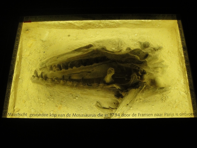 Maastricht Netherlands Dinosaur skull at the Natuurhistorisch Museum in Maastricht