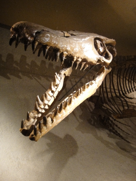 Dinosaur reconstruction at the Natuurhistorisch Museum in Maastricht, Maastricht Netherlands