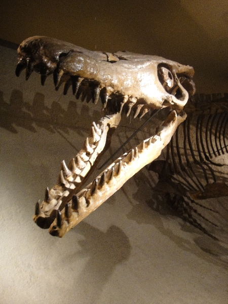 Dinosaur reconstruction at the Natuurhistorisch Museum in Maastricht, Netherlands