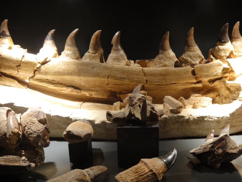 Dinosaur teeth at the Natuurhistorisch Museum in Maastricht, Maastricht Netherlands