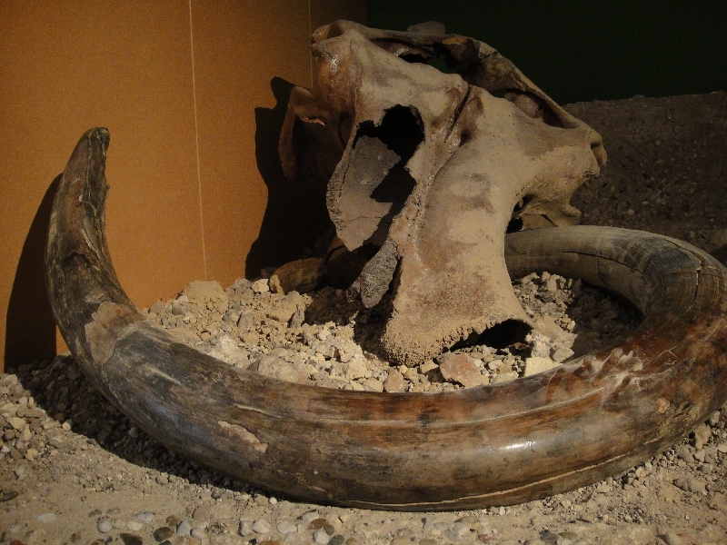 Maastricht Netherlands Mammut remains at the Natuurhistorisch Museum in Maastricht