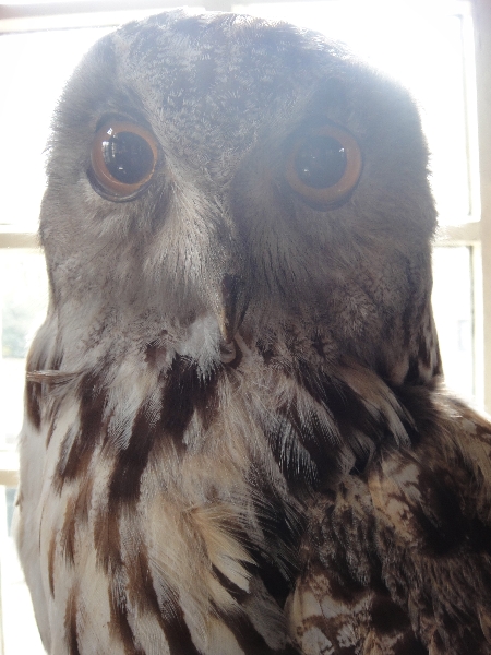 Cute owl at the Natuurhistorisch Museum in Maastricht, Netherlands