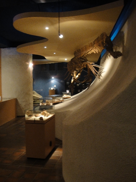 Photos of the Nature Histiry Museum in Maastricht, Netherlands