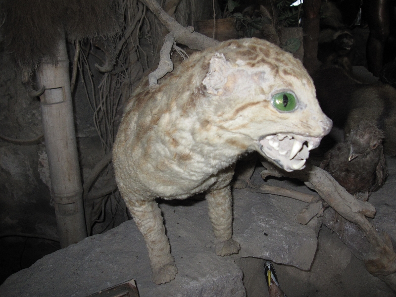 Animals inside the Museo Inti Nan in Ecuador, Quito Ecuador